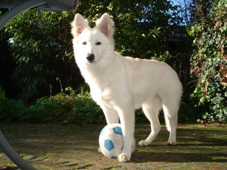 Fotos/VervolgI-nest/vervolg/Charlie/DSC02265[1].JPG